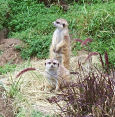 More Meekrats, very cute
